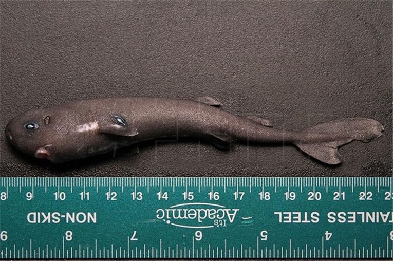 Znanstvenici otkrili novu vrstu sićušnog morskog psa koji svijetli u mraku